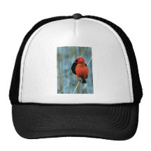 Roter Bischofs-Vogel Netzkappen