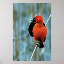 Roter Bischofs-Vogel Posterdrucke