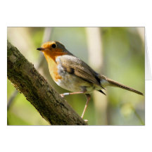 Roter Brustvogel Robins Karte