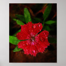 Roter Dianthus mit Regentropfen Plakatdrucke