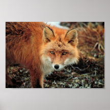 Roter Fox am Kap Newenham Plakatdruck