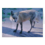 Roter Fox auf Portal Grußkarte