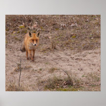 Roter Fox Plakat