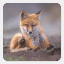 roter Fuchs, Vulpes Vulpes, Welpe, der sich verkra Sticker