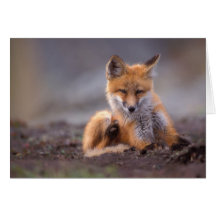 roter Fuchs, Vulpes Vulpes, Welpe, der sich verkra Grußkarten