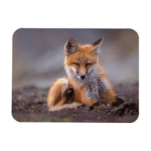 roter Fuchs, Vulpes Vulpes, Welpe, der sich verkra Magnet