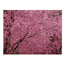 Roter heller Frühling blüht auf blühenden Pflaumen Postkarten