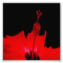 Roter Hibiskus Photo Drucke