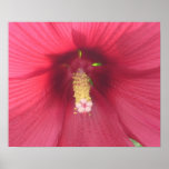 Roter Hibiskus-Plakat-Druck