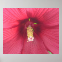 Roter Hibiskus-Plakat-Druck