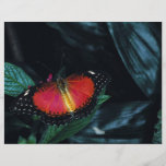 Roter Lacewing, Asien Bedruckte Flyer