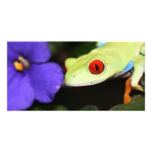 roter mit Augen Baumfrosch Individuelle Photo Karten