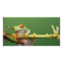 roter mit Augen Baumfrosch Photo Karten