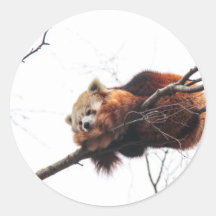 Roter Panda-Aufkleber