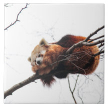 Roter Panda Fliese/Trivet