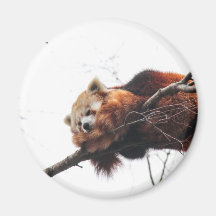 Roter Panda-Magnet Kühlschrankmagnete