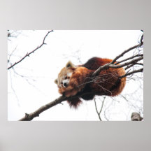 Roter Panda-Plakat/Druck