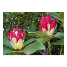 Roter Rhododendron knospt Nahaufnahme Visitenkartenvorlagen