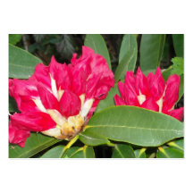 Roter Rhododendron knospt Öffnung Visitenkarten Vorlagen