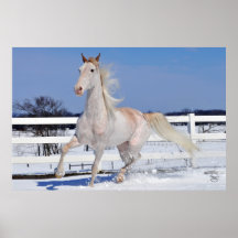 Roter Roan im Schnee Plakatdrucke