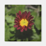 Roter u. gelber Blumenmagnet Magnete