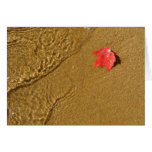Rotes Blatt auf Sand Grußkarte