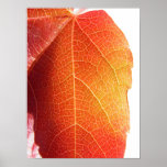 Rotes Blatt Poster