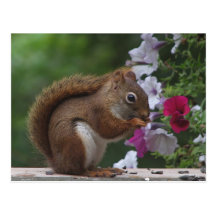 Rotes Eichhörnchen mit Petunien Postkarten