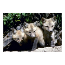 Rotes Fuchs-Trio der Ausrüstungen, die von der Som poster