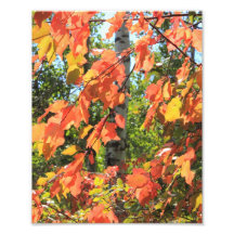 Rotes Herbst-Blätter Fotografischer Druck