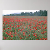 Rotes Mohnblumenfeld, Blumen Kents, England Plakat