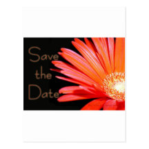 Rotes orange Gerbera-Gänseblümchen Save the Date Postkarte
