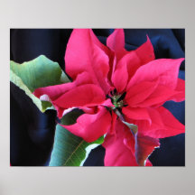 Rotes Poinsettia-Plakat