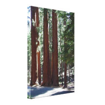 Rotholz-Waldmammutbaum-Baum-Wand-Kunst Gespannte Galerie Drucke