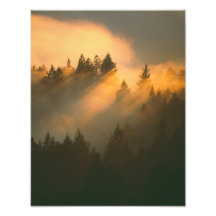 Rotholzbäume im Küstennebel, Marin County, Kunstfoto