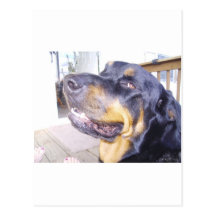 Rottie Postkarten