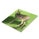 Rotwild auf Gras 6x6 Kacheln
