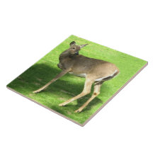 Rotwild auf Gras 6x6 Kacheln