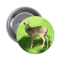 Rotwild auf Gras Button