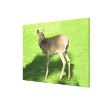 Rotwild auf Gras-Leinwandverpackung 36x24 " Leinwand Druck