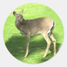 Rotwild auf Gras Runder Sticker