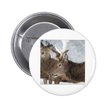 Rotwild im Schnee Anstecknadel