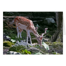 Rotwild im Wald Karten