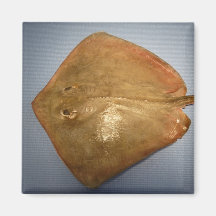 Roughtail Stingray Magnete