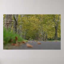 Ruhiger Baum-Foto-Druck Posterdrucke