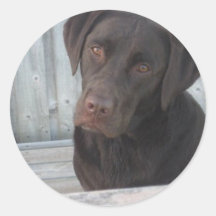 Runde Aufkleber - Schokoladen-Labrador