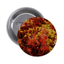 Rundes Blatt Sundew Anstecknadelbutton