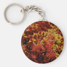 Rundes Blatt Sundew Schlüsselband