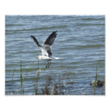SAE-Mövenlandung Photodrucke