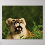 Safariplakate des wilden Tieres des Löwes, Drucke,
